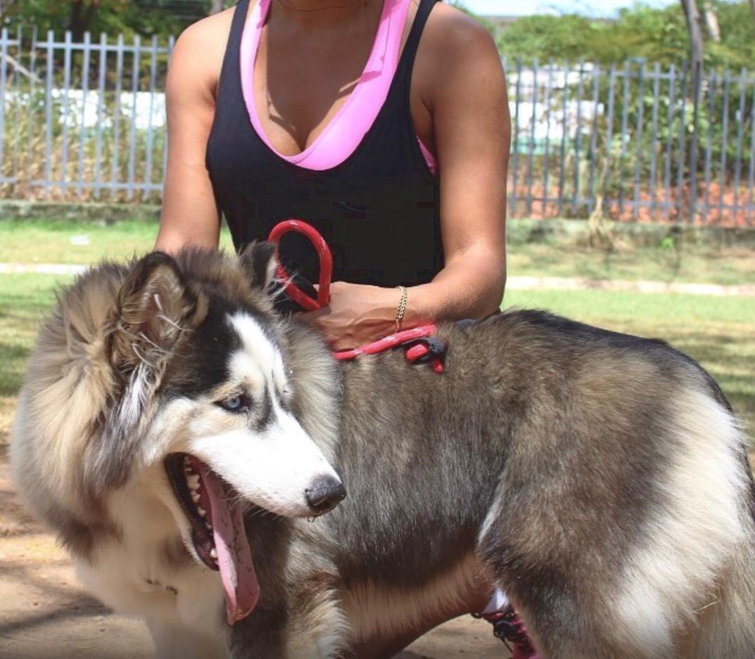 Barth é um husky siberiano, cachorro natural da Europa e Ásia